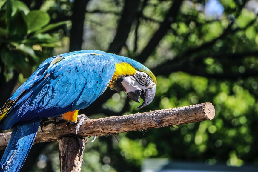 are dog rope toys safe for birds