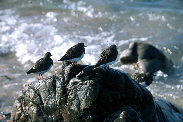 Five Turnstones stand on a rock by the sea