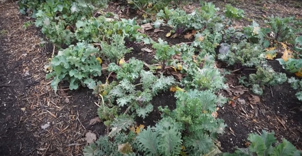 Kale in February