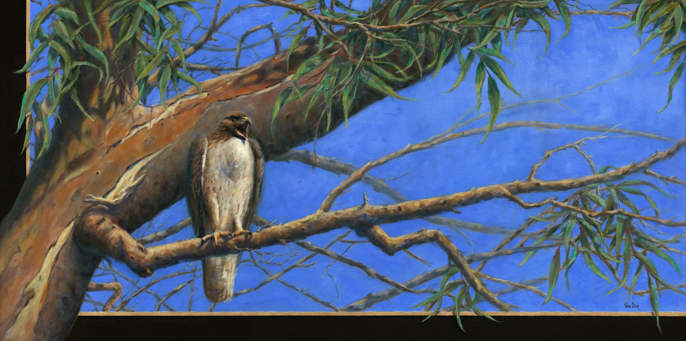 Hawk Perched in Tree which starts outside the picture frame
